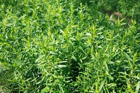 تصویر 1 از خرید عمده ترخون خشک